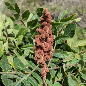 Cured sumac growing in Turkey from Burlap & Barrel