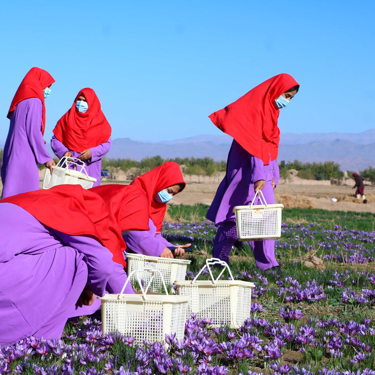 Herati Saffron
