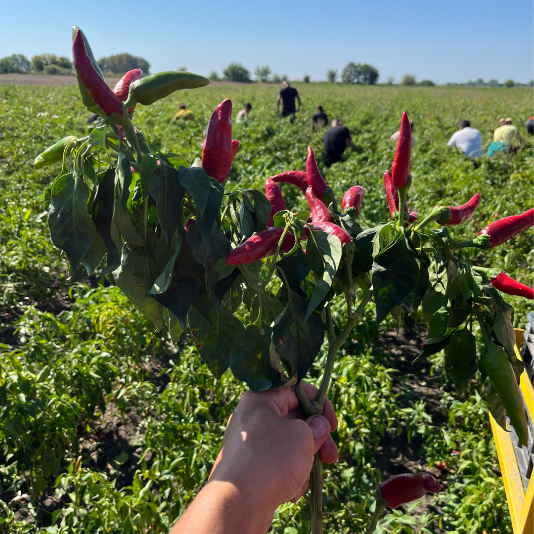 Hand holding fresh bouquet of paprika chilis
