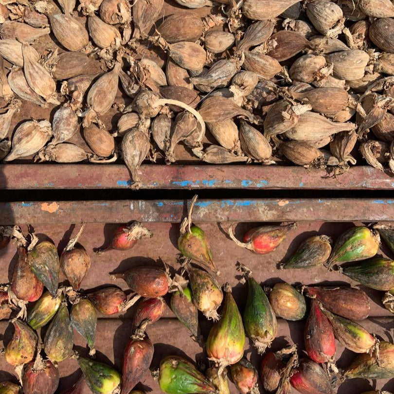 Fresh_and_dried_grains_of_paradise_fruits