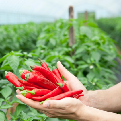Burlap & Barrel Gochugaru Korean Chilis held in hands with a green field background