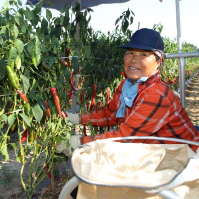Partner farmer harvesting Burlap & Barrel Gochugaru in a field with a basket.