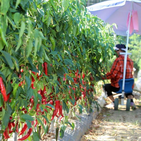 Burlap & Barrel Gochugaru growing on plants with a person in the background