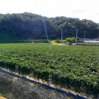 Burlap & Barrel Gochugaru Korean Chili field with a forested hill in the background