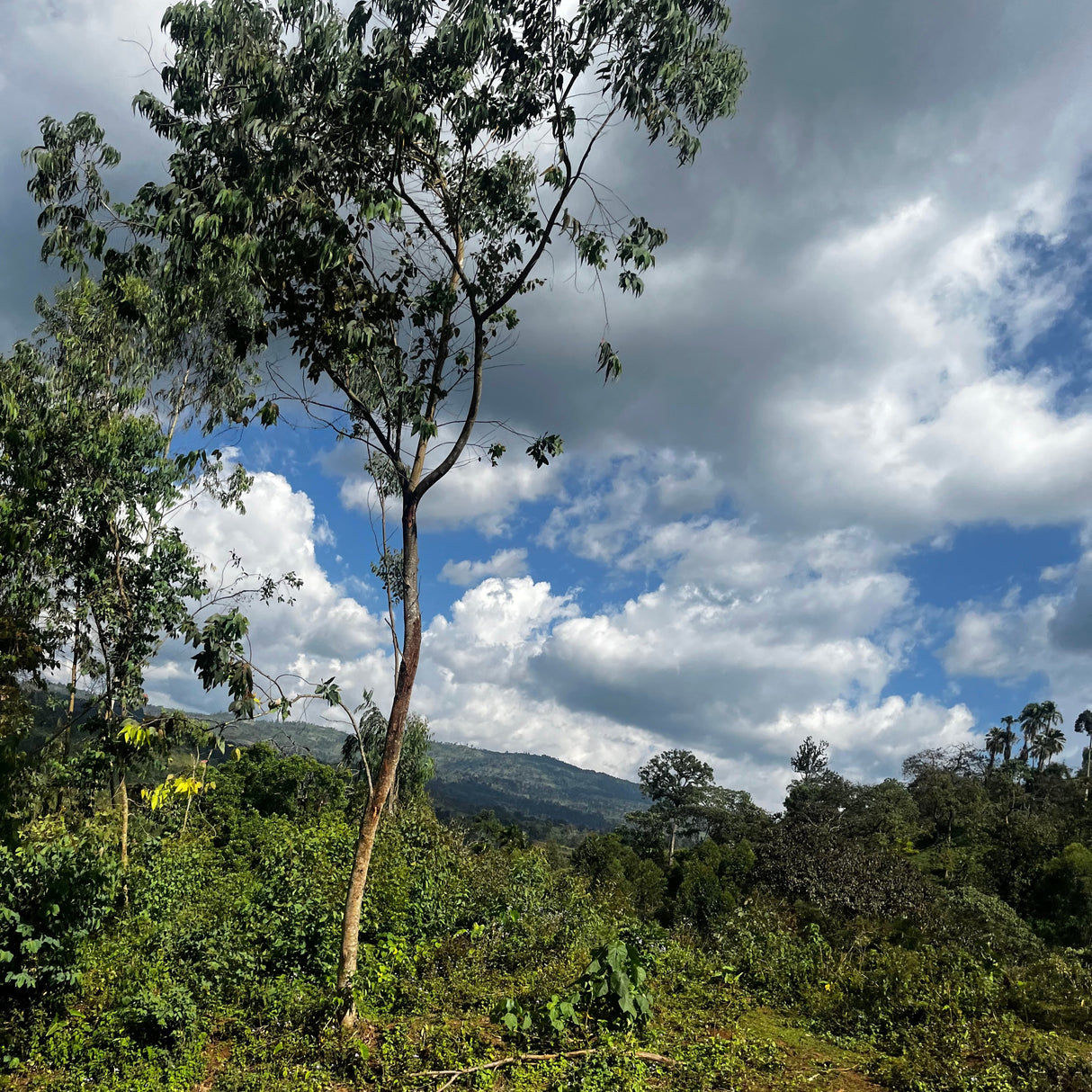 Kafa biosphere where grains of paradise is grown