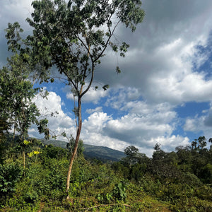 Kafa biosphere where grains of paradise is grown