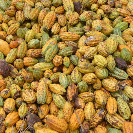 Close-up of a pile of Morogoro cocoa beans from Burlap & Barrel in various shades of green, brown, and orange.