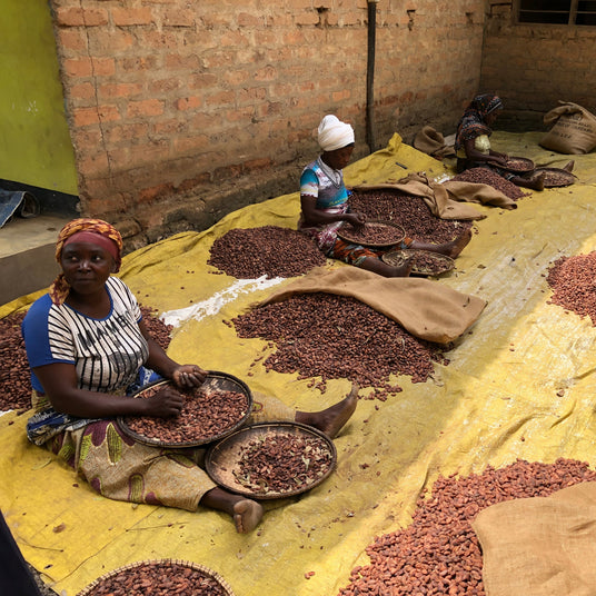 People working with Morogoro Cacao beans from Burlap & Barrel on a large yellow tarp in an indoor setting.
