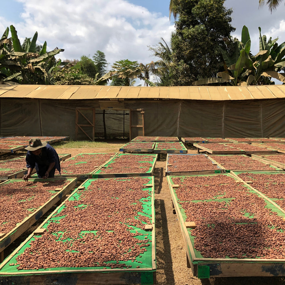 Person working with drying Morogoro cacao beans from Burlap & Barrel on outdoor racks 