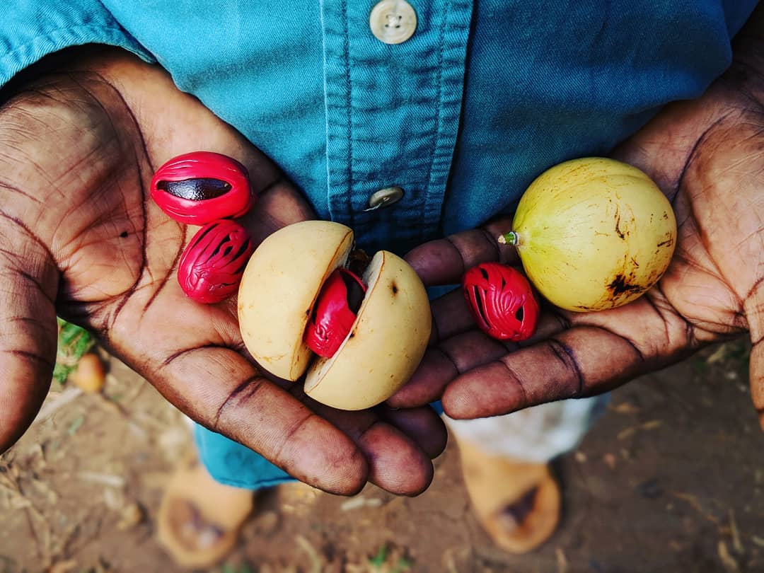 Farmer holding nutmeg