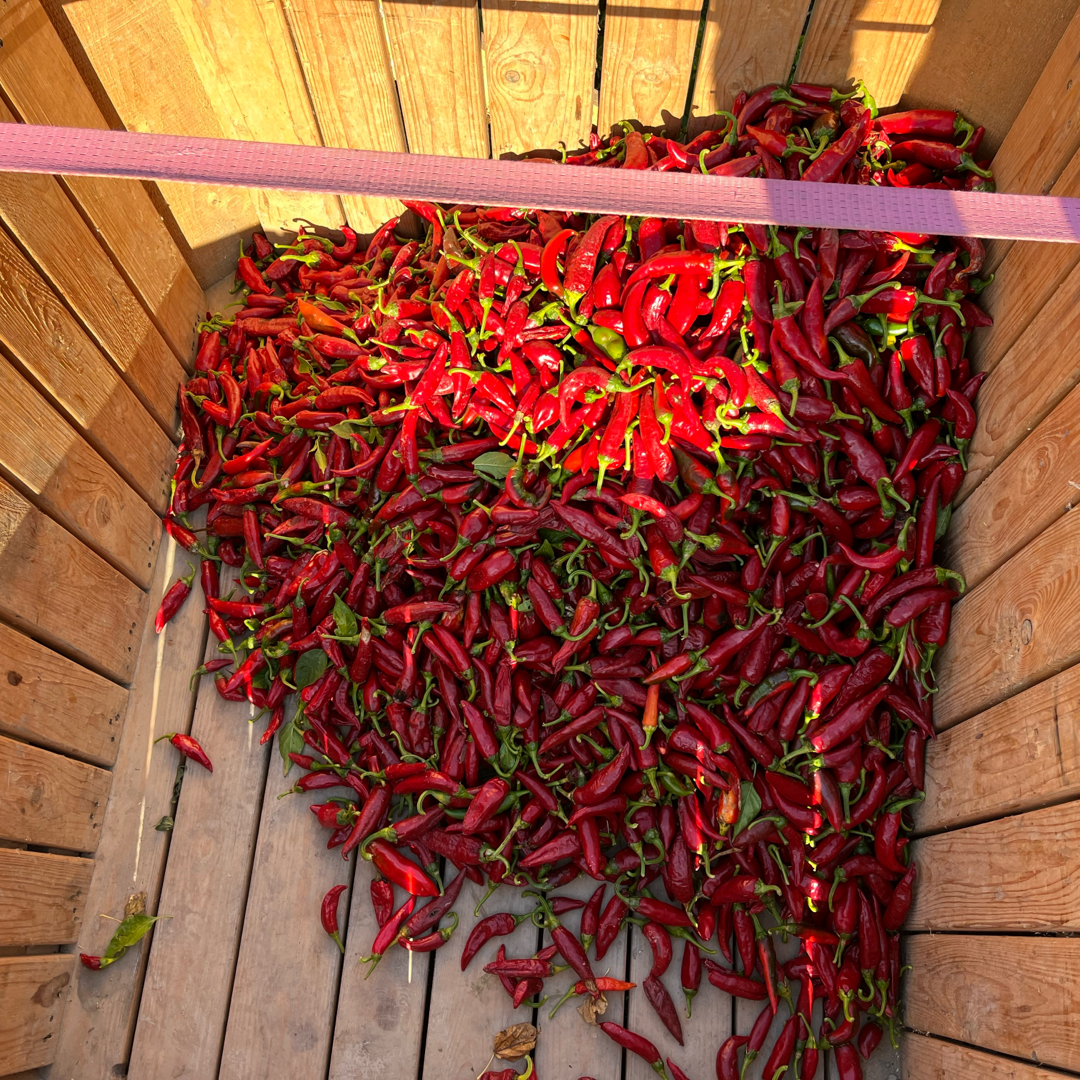 Harvested paprika chilis from Burlap & Barrel