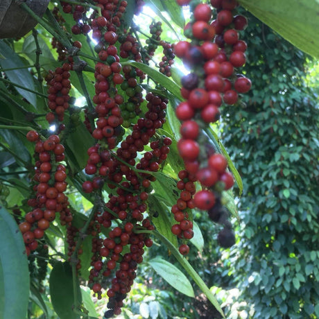 Purple Peppercorns