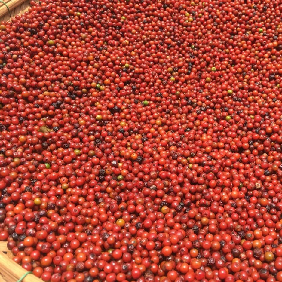 Purple Peppercorns