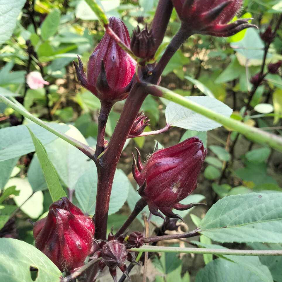 Red hibiscus flowers in bloom with green leaves on a blurred natural background. Rainy Season Hibiscus from Burlap & Barrel