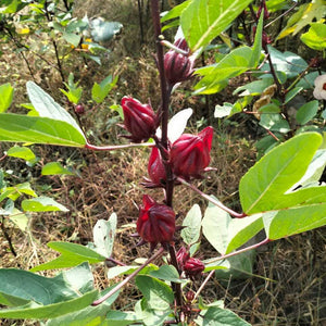 Red hibiscus flowers on a plant with green leaves in a natural setting. Rainy Season Hibiscus from Burlap & Barrel