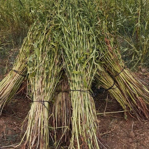 Sesame being harvested, image by Burlap & Barrel