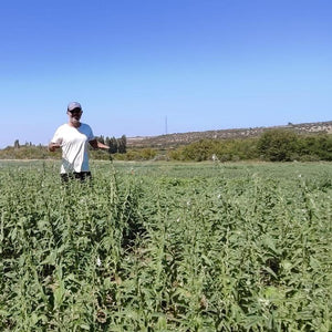 Sesame farmer, image by Burlap & Barrel