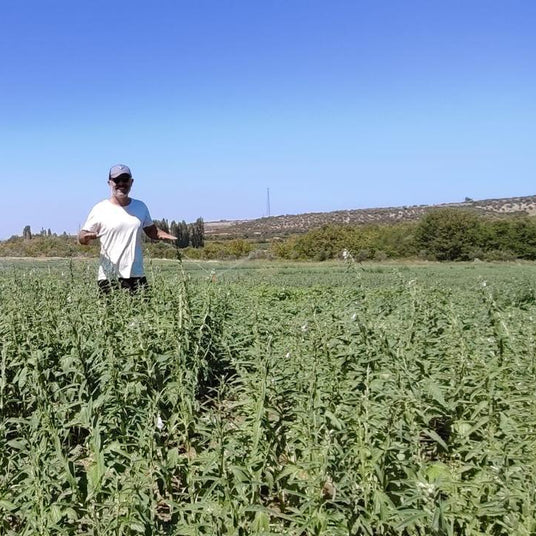 Sesame farmer, image by Burlap & Barrel