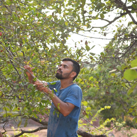Partner farmer Sushad checking mangos in his mango orchard