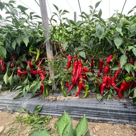 Sweetest Italian Pepper from Burlap & Barrel