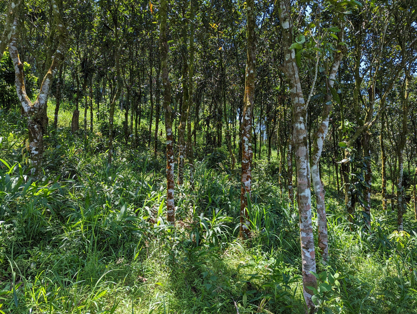 Royal Cinnamon forest with tall trees and dense undergrowth