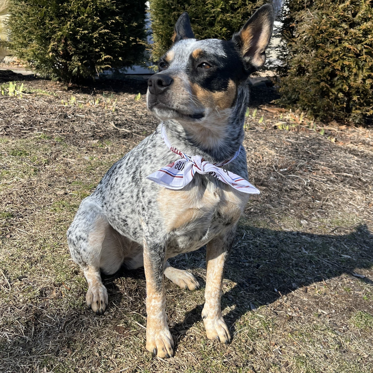 Spice Bandana