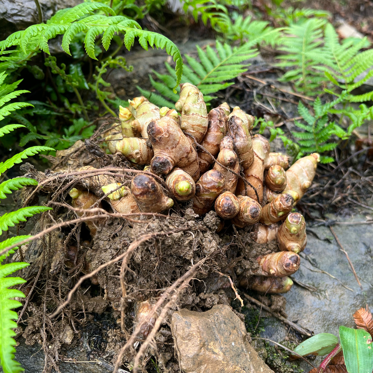 A cluster of fresh ginger roots with visible roots and soil, surrounded by green ferns and natural forest ground.