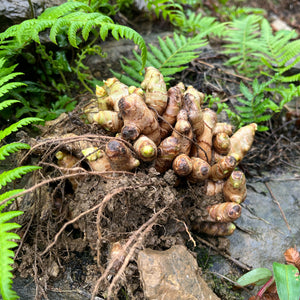 A cluster of fresh ginger roots with visible roots and soil, surrounded by green ferns and natural forest ground.