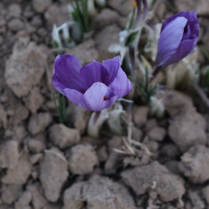 Herati Saffron