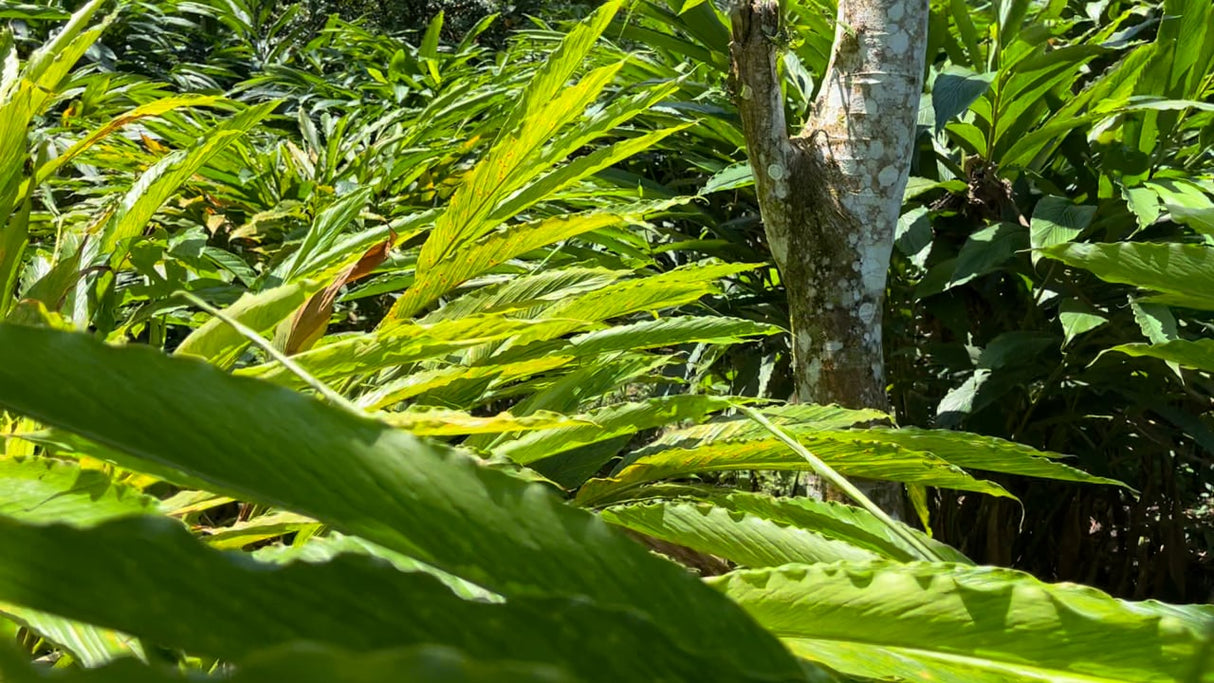 Video walking through a cloud forest