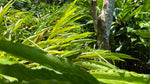 Video walking through a cloud forest
