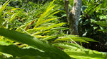 Ground Cloud Forest Cardamom
