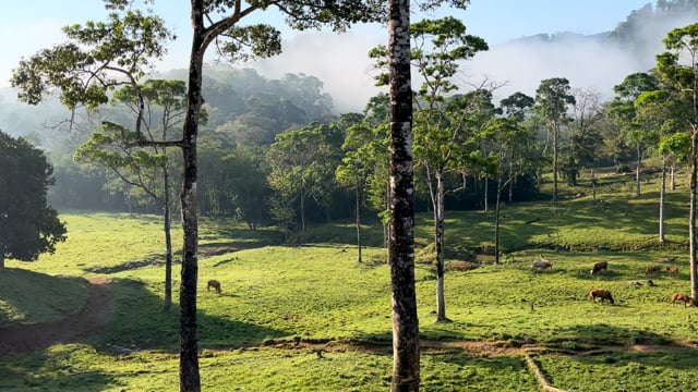 Ground Cloud Forest Cardamom
