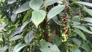 Purple Peppercorns