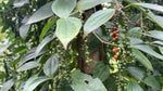 Purple Peppercorns
