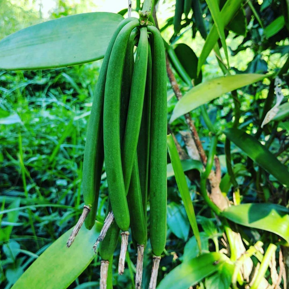 Zanzibar Vanilla Beans - Burlap & Barrel Single Origin Spices