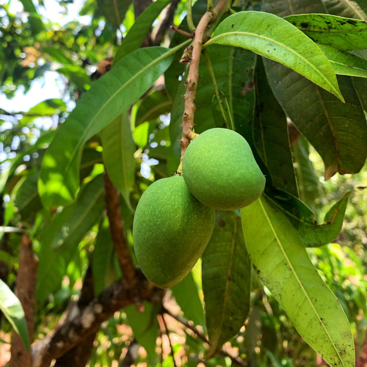 Alphonso Mango Amchur - Burlap & Barrel