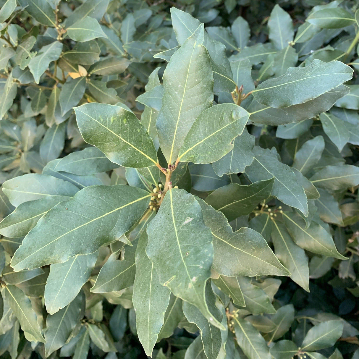 Ground Laurel Bay Leaves - Burlap & Barrel