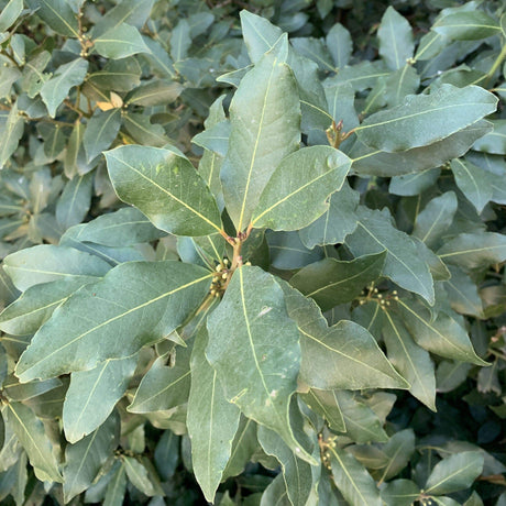 Ground Laurel Bay Leaves - Burlap & Barrel