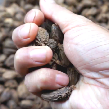 Smoked Black Cardamom - Burlap & Barrel