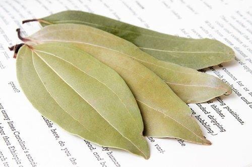 Cinnamon Tree Leaves - Burlap & Barrel Single Origin Spices