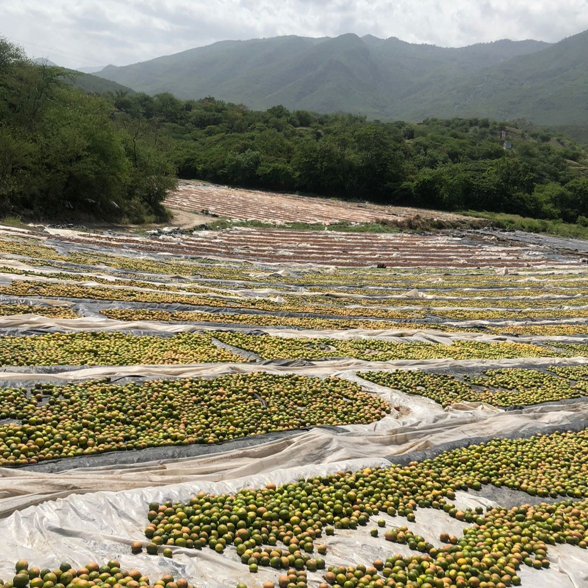Limes in various stages of drying to make black lime