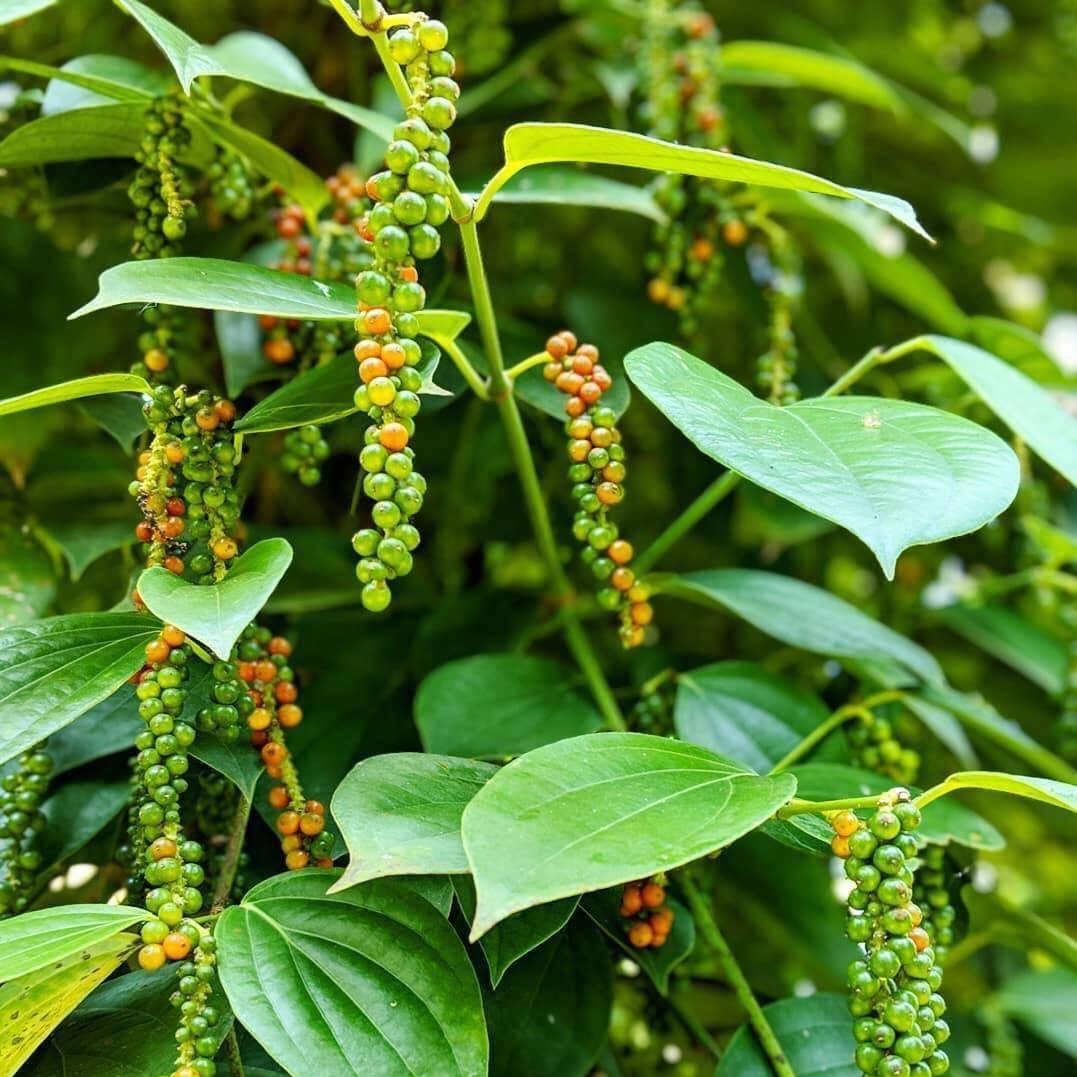 Robusta Black Peppercorns • Bold, Spicy & Fruity Single Origin Peppercorns 
