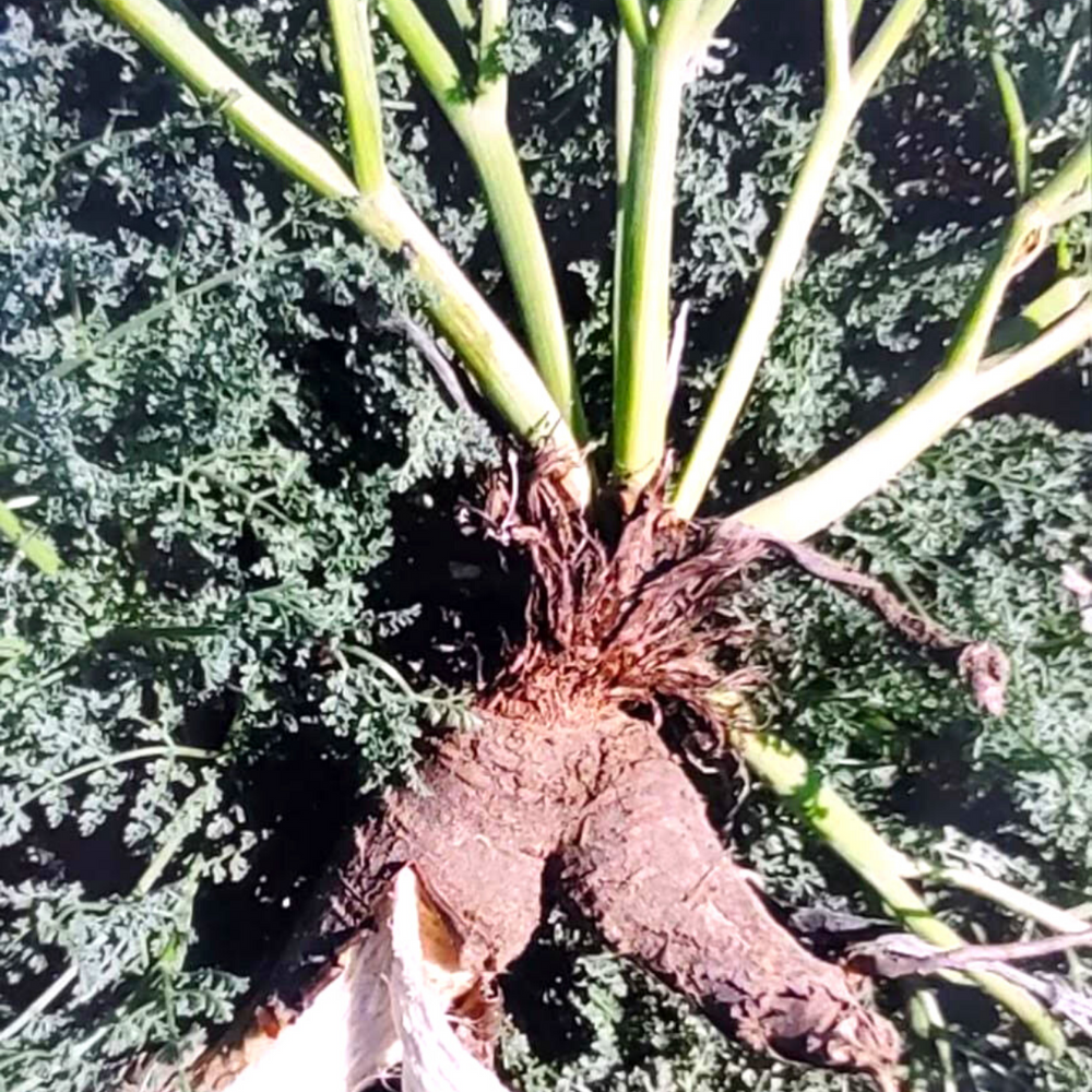 Wild Hing - Burlap & Barrel