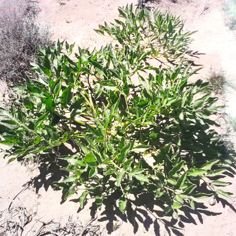 Wild Hing - Burlap & Barrel