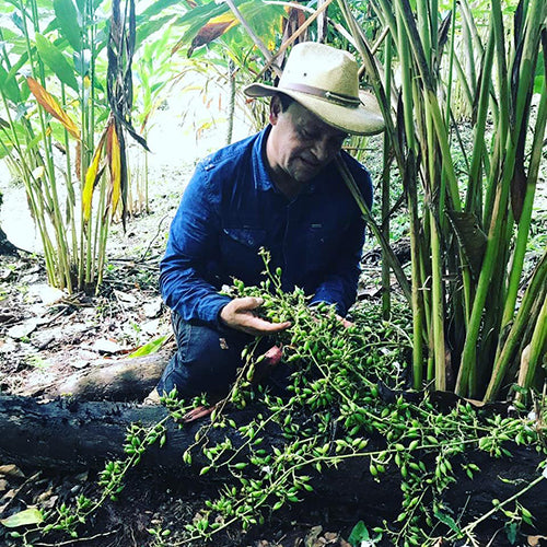 Farmer, Don Amilcar admiring Cloud Forest Cardamom Seeds - Burlap & Barrel