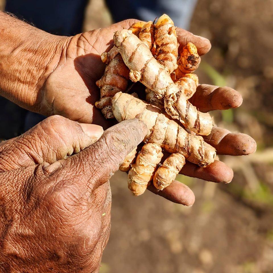 Dr Salunkhe harvesting New Harvest Turmeric from Burlap & Barrel