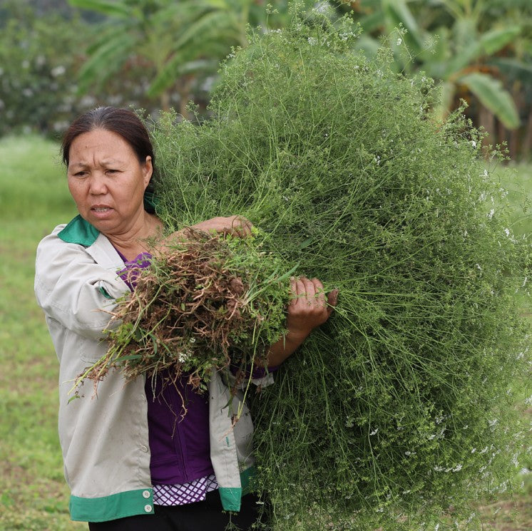 Coriander farmer bringing in harvest of Red River Coriander
