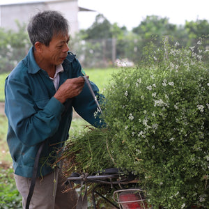 Coriander farmer bundling freshly harvested coriander from Burlap & Barrel