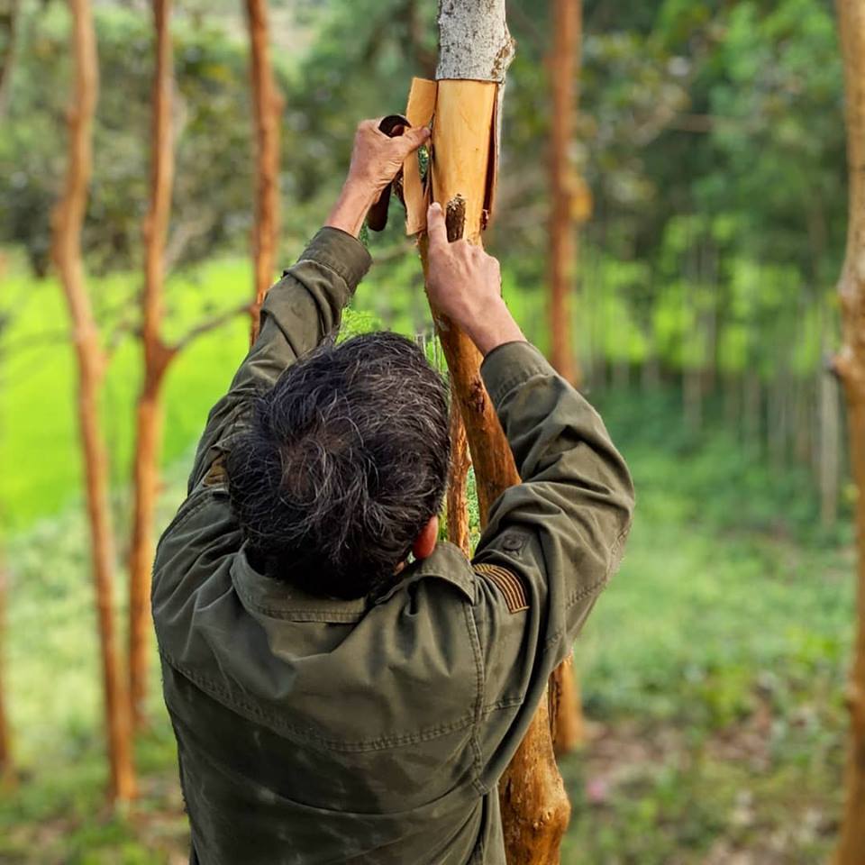 Royal Cinnamon harvesting in Vietnam from Burlap & Barrel